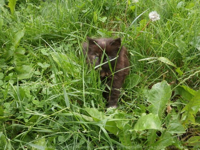 Photo de Chat domestique