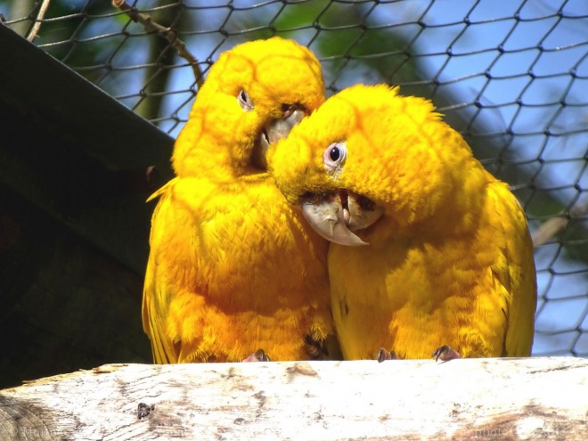 Photo de Conure soleil