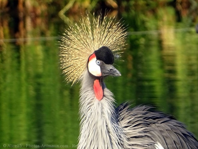 Photo de Grue couronne