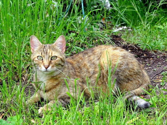 Photo de Chat domestique