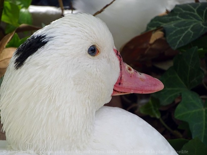 Photo de Canard