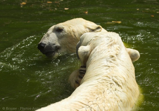 Photo d'Ours