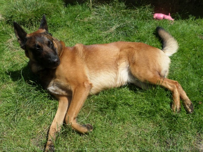 Photo de Berger belge malinois