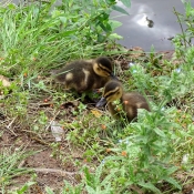 Photo de Canard colvert