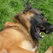 Photo de Berger belge malinois