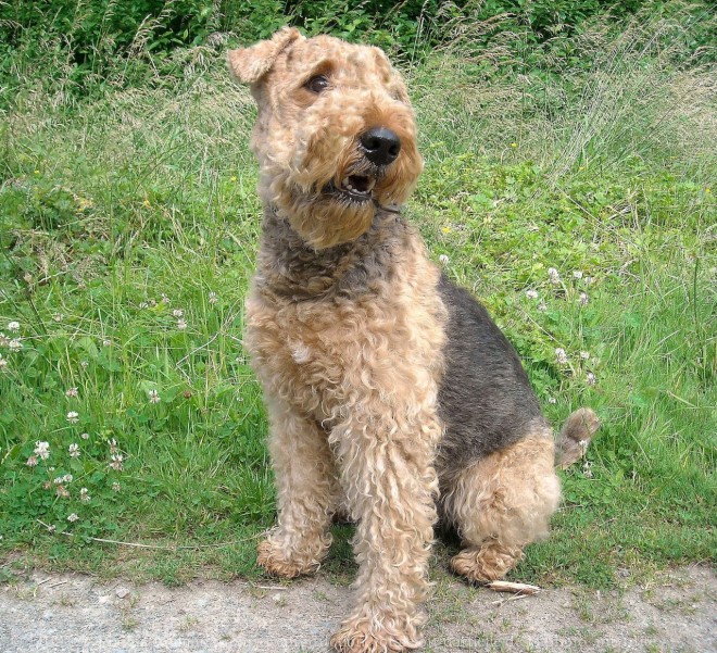 Photo d'Airedale terrier