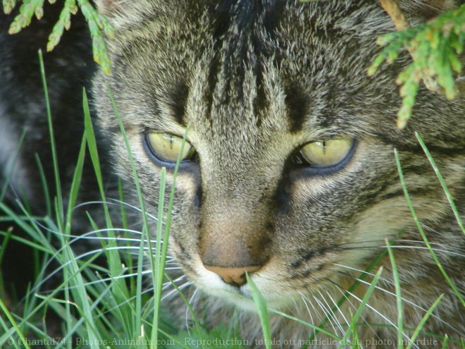 Photo de Chat domestique