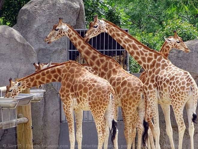 Photo de Girafe