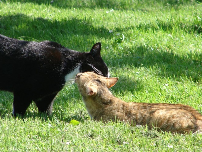 Photo de Chat domestique