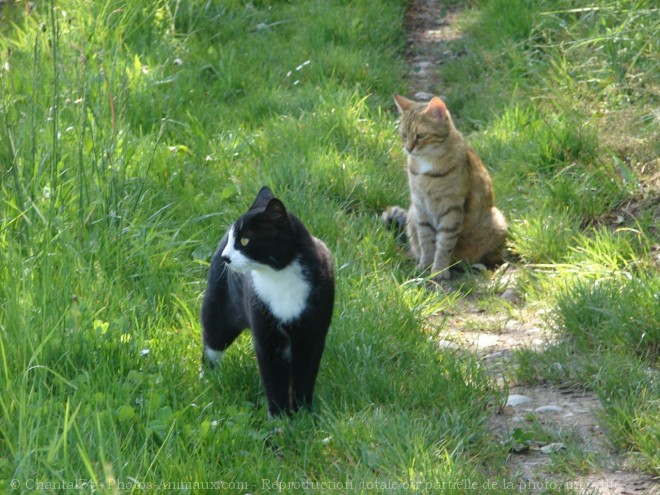 Photo de Chat domestique