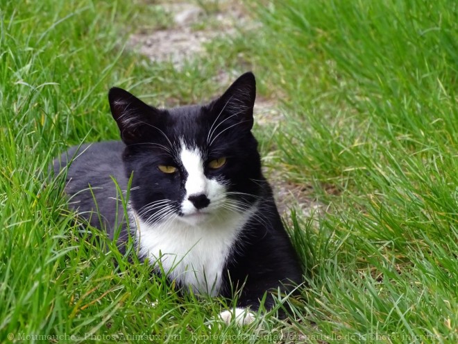 Photo de Chat domestique