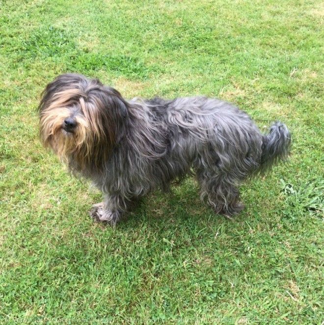 Photo de Bearded collie