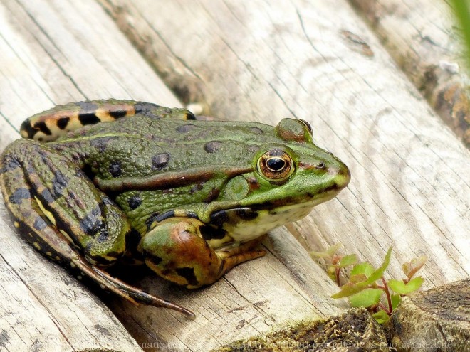 Photo de Grenouille verte commune