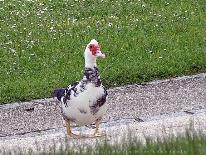 Photo de Canard de barbarie