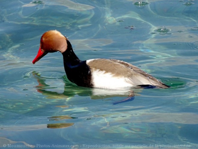 Photo de Canard nette rousse