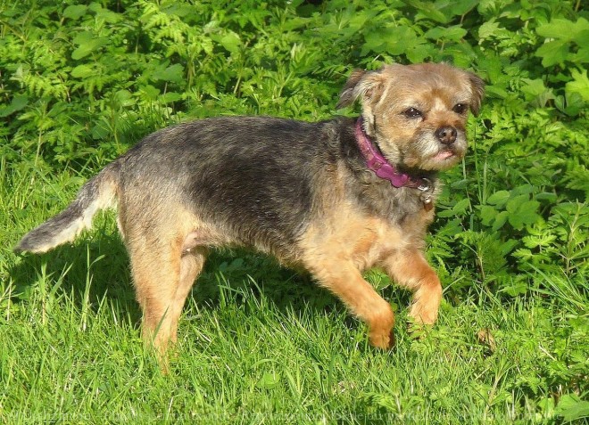 Photo de Border terrier