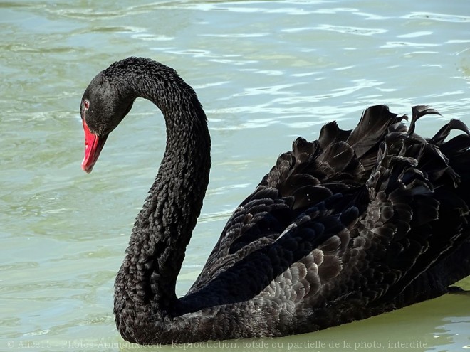 Photo de Cygne