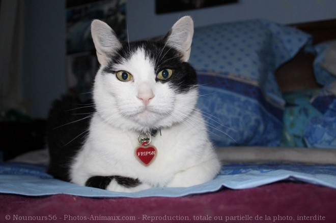 Photo de Chat domestique