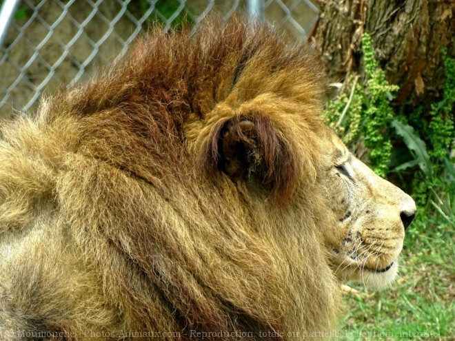 Photo de Lion