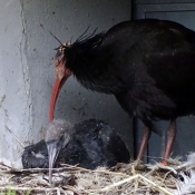 Photo d'Ibis chauve