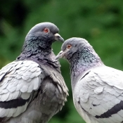 Photo de Pigeon