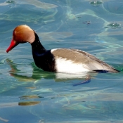 Photo de Canard nette rousse