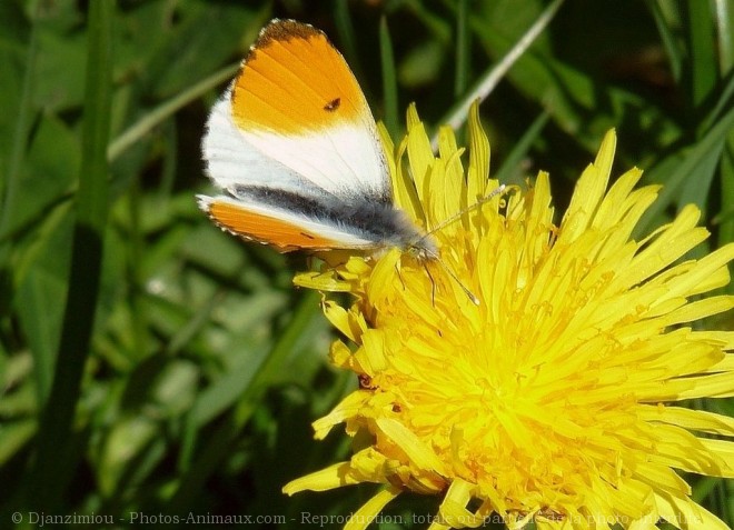 Photo de Papillon - l'aurore