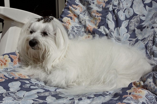 Photo de Coton de tulear