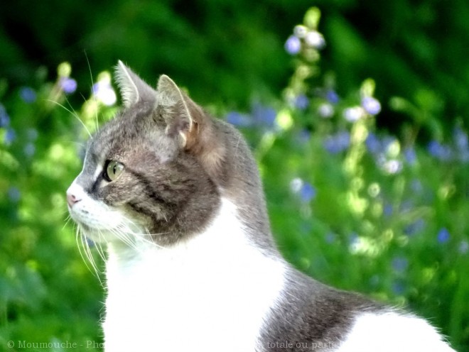 Photo de Chat domestique