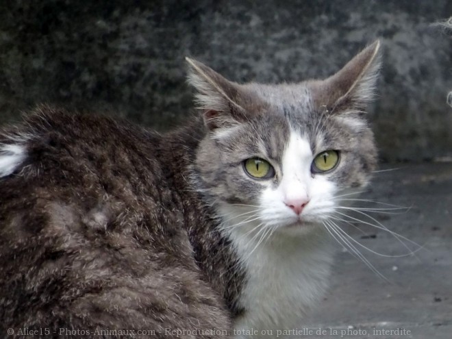 Photo de Chat domestique