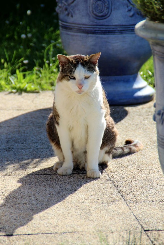 Photo de Chat domestique