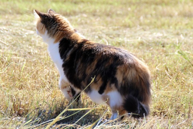 Photo de Chat domestique