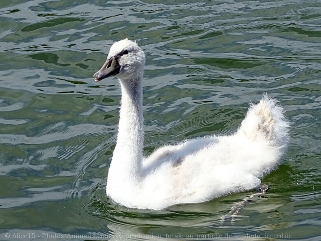 Photo de Cygne