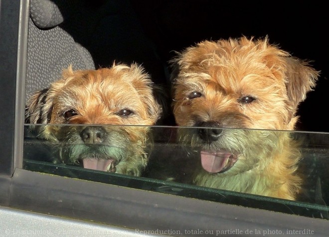 Photo de Border terrier