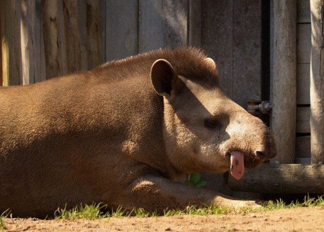 Photo de Tapir