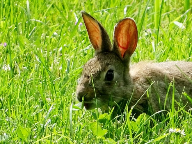 Photo de Lapin