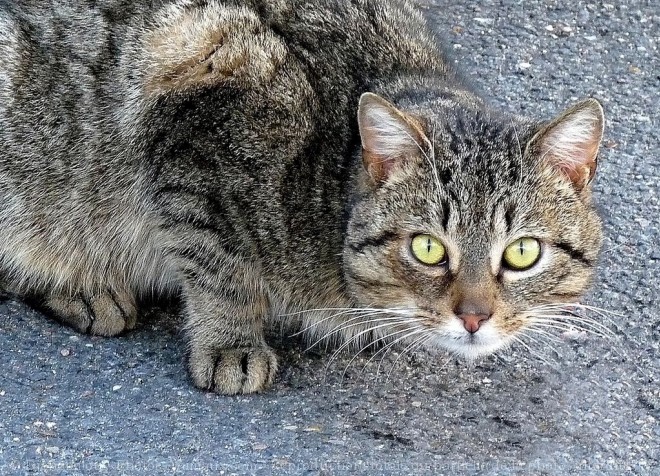 Photo de Chat domestique