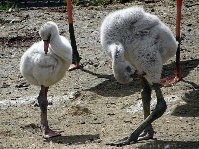 Photo de Flamand rose