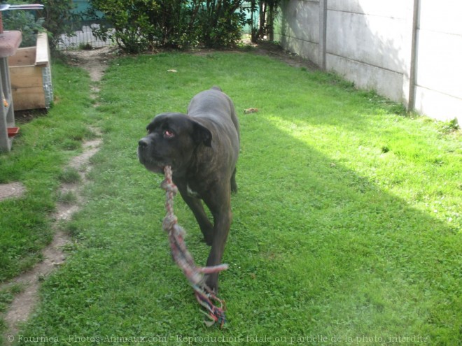 Photo de Chien de cour italien