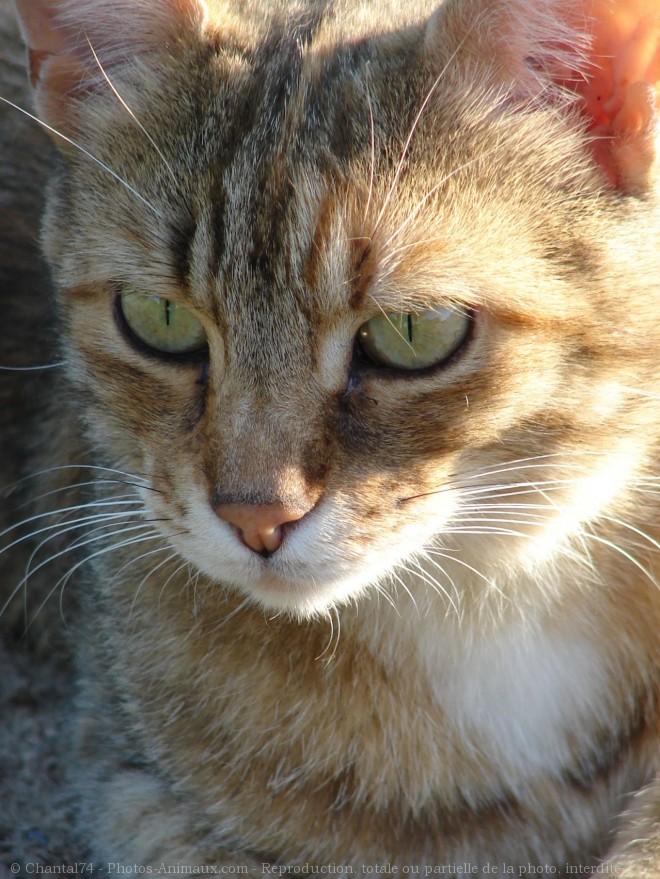 Photo de Chat domestique