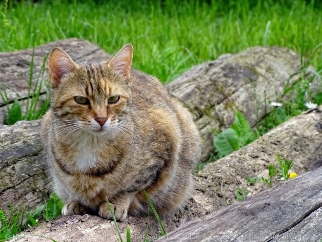 Photo de Chat domestique