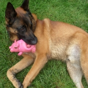 Photo de Berger belge malinois