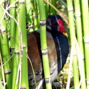 Photo de Poule d'eau