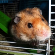 Photo de Hamster