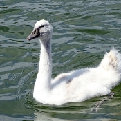 Photo de Cygne