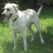 Photo de Labrador retriever