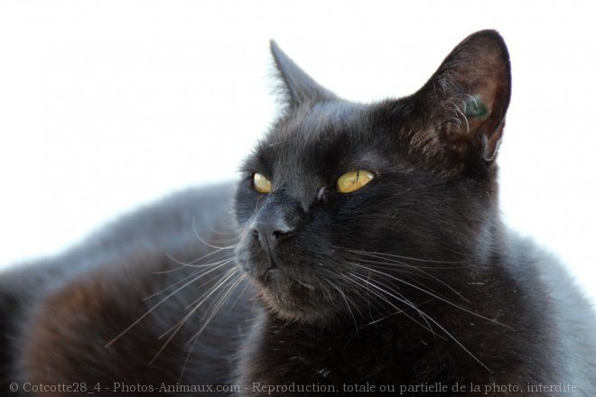 Photo de Chat domestique