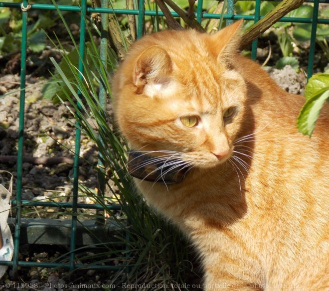 Photo de Chat domestique