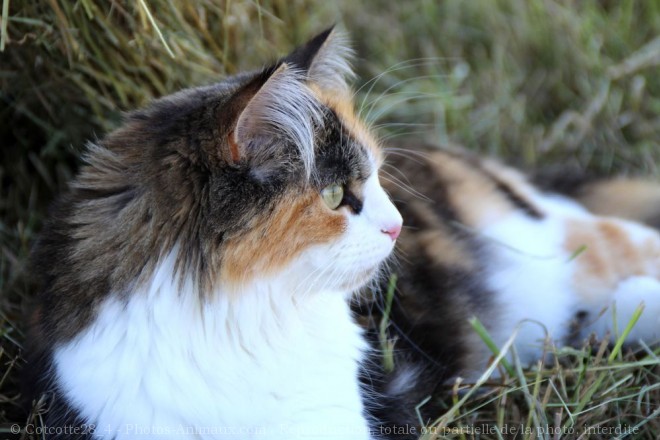 Photo de Chat domestique