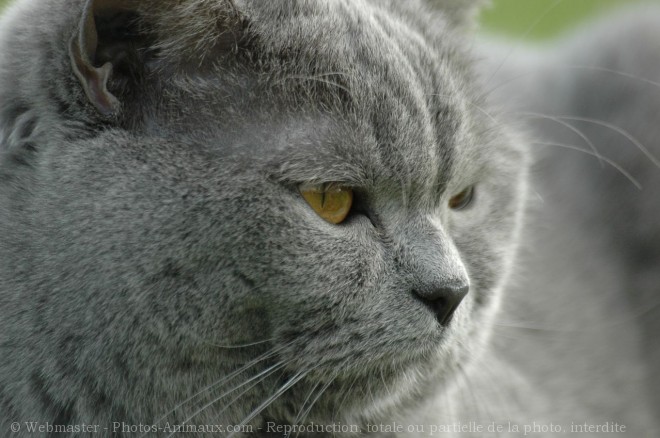 Photo de British shorthair